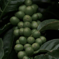 Gimme! Coffee Darkest Blend -Gaggia Store 4148 original darkest blend web image